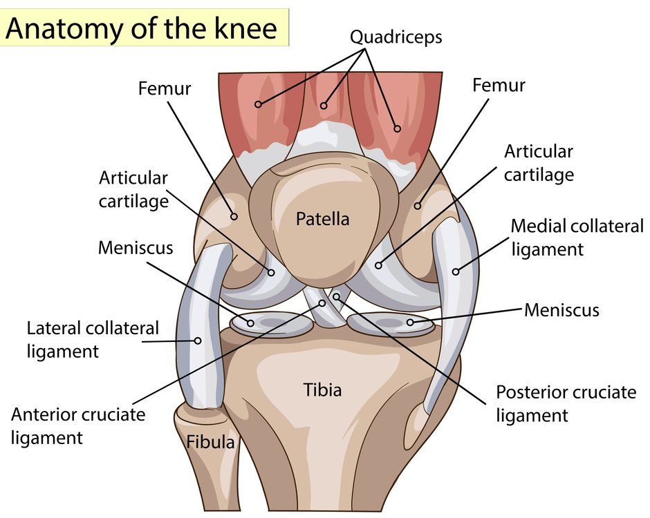 ACl anatomy ACl anatomy